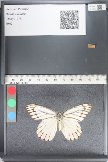 Media type: image;   Entomology 130534